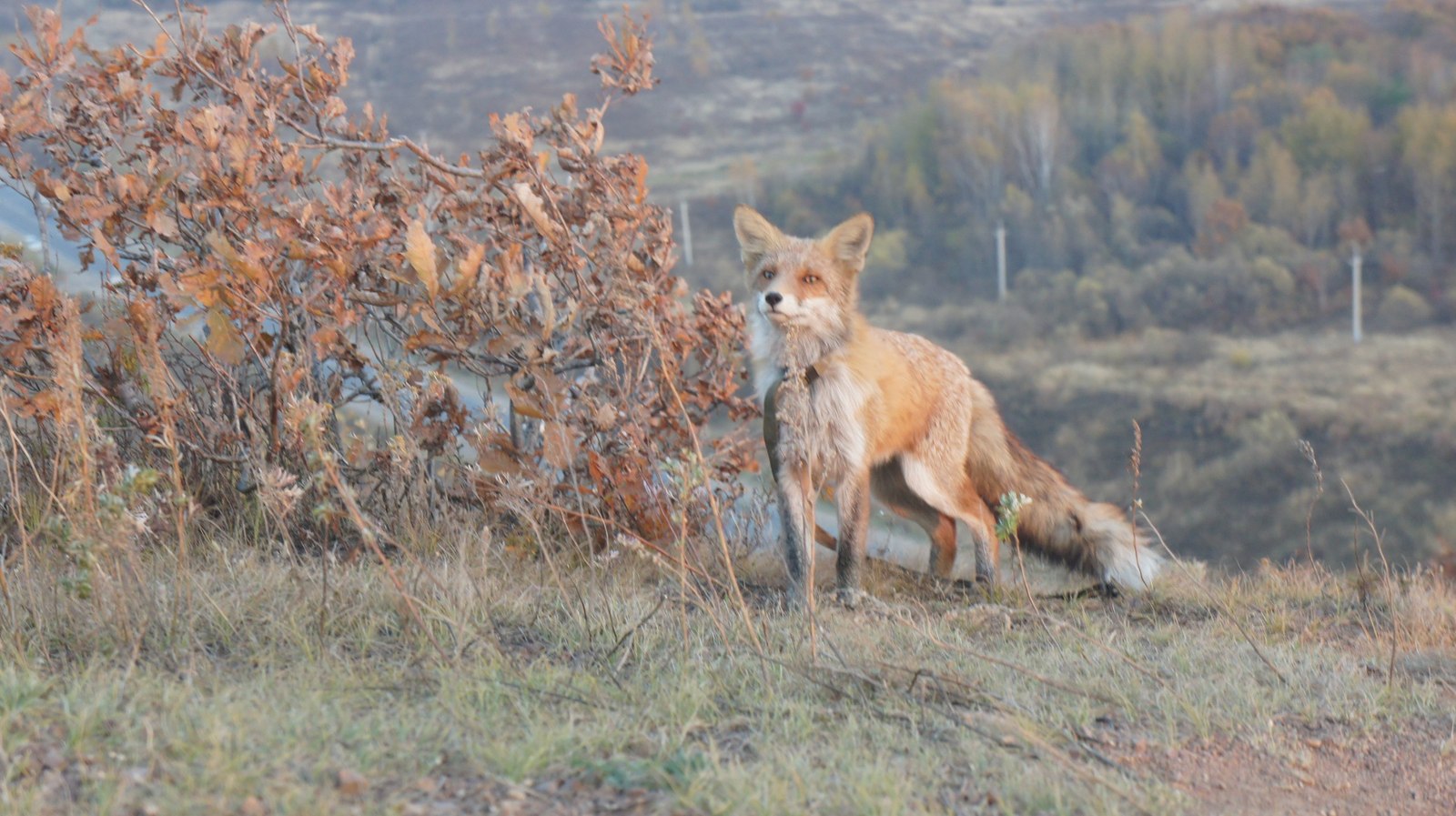 Meeting - My, Meeting, Fox, Walk