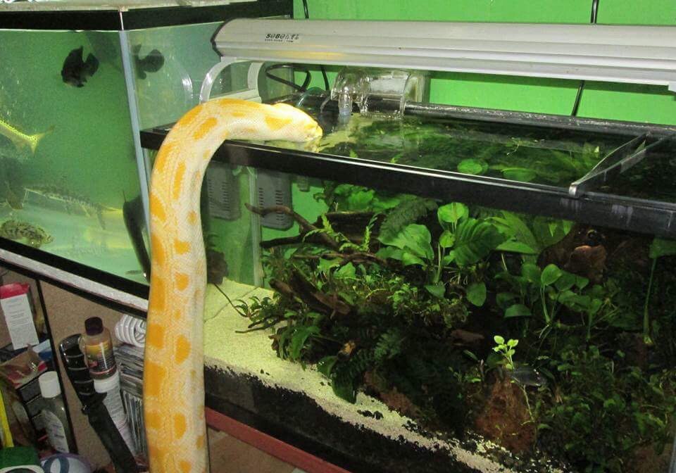 Thirst - Aquarium, Aquarium, Reptiles, Snake, Python, Thirst