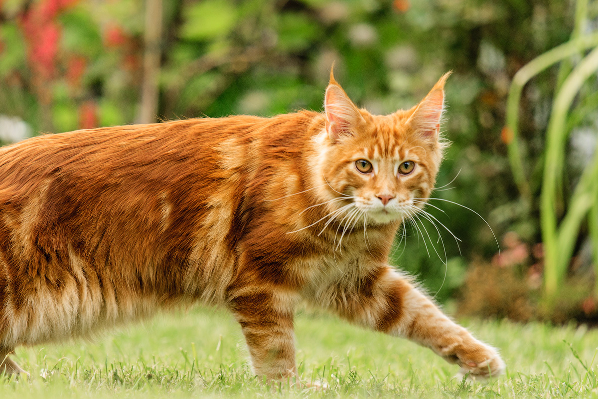 Cat lovers. - My, cat, Maine Coon, Longpost