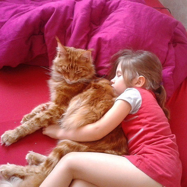 Cat lovers. - My, cat, Maine Coon, Longpost