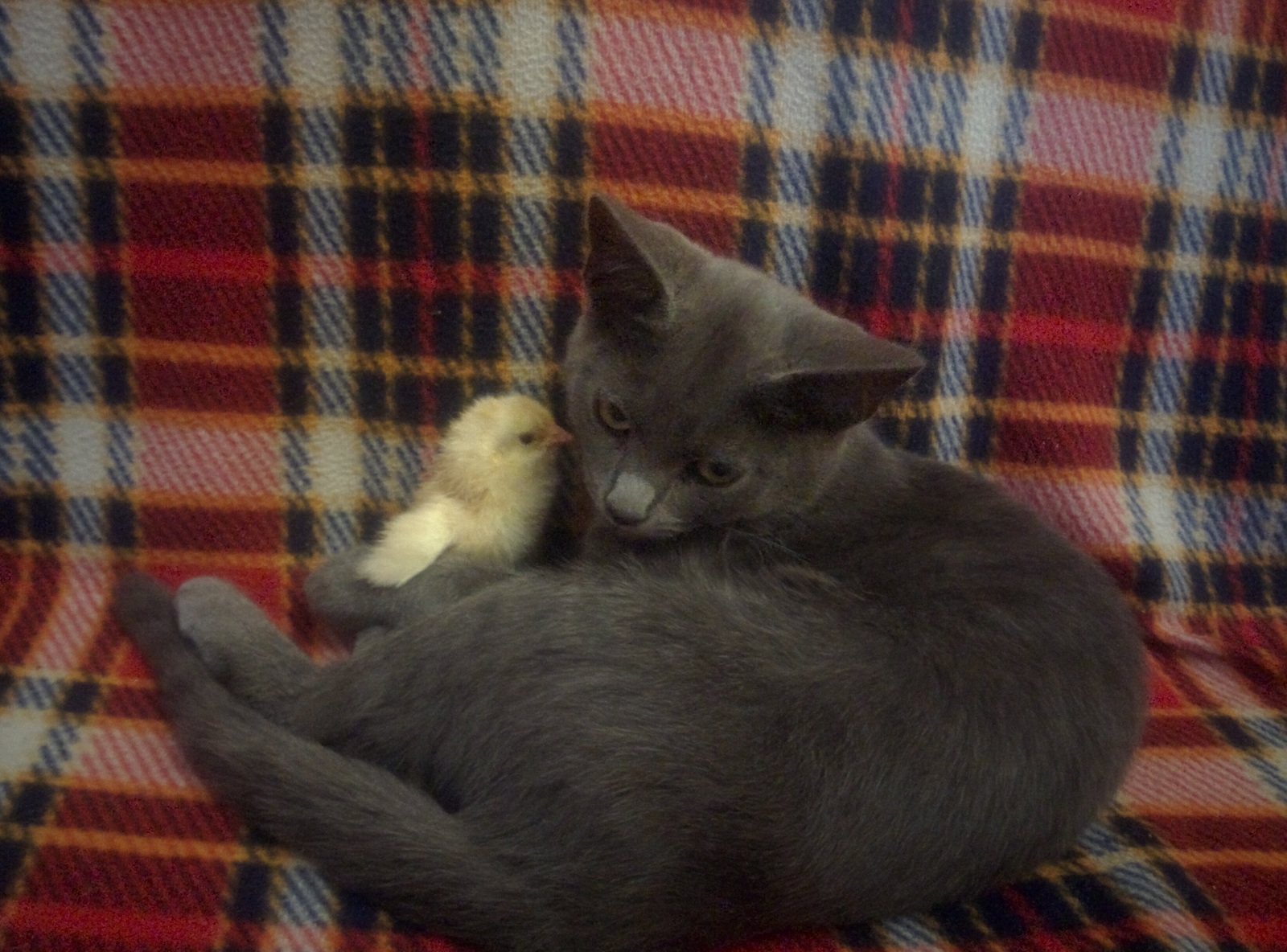 friendship - My, cat, Chickens