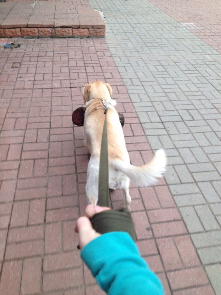 When your dog is dumb and the log is very heavy - Not mine, Dog, Walk, Log, Longpost