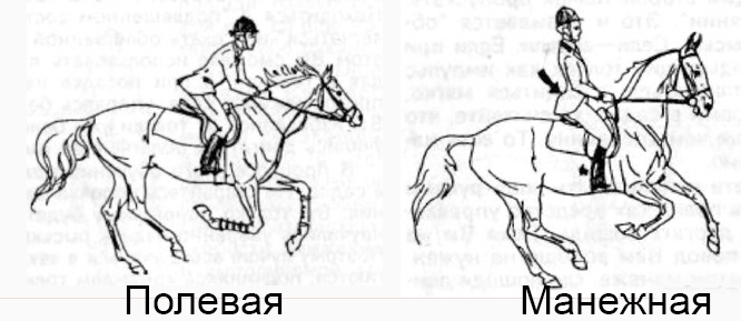 Horse gaits, correct rise - Horses, Gait, Lynx, Gallop, Steps, Amble, Horseback riding, Horseback Riding, GIF, Longpost