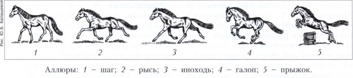 Horse gaits, correct rise - Horses, Gait, Lynx, Gallop, Steps, Amble, Horseback riding, Horseback Riding, GIF, Longpost