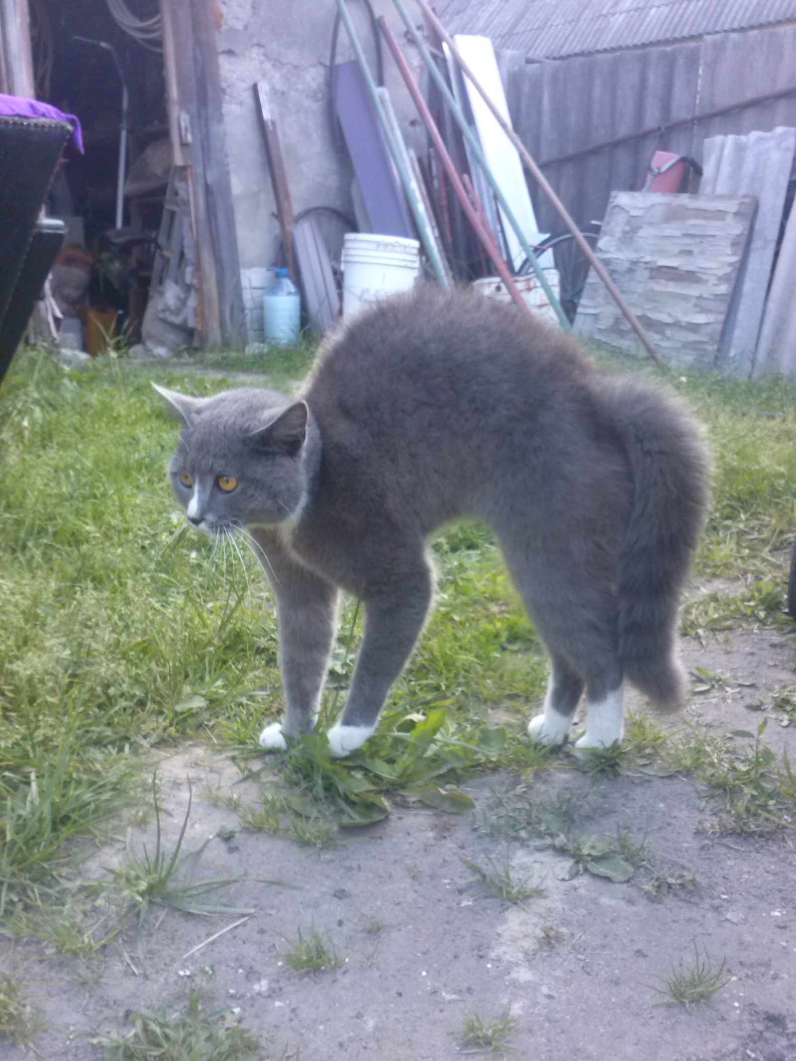 The cat met the dog for the first time - My, cat, Meeting, Reaction