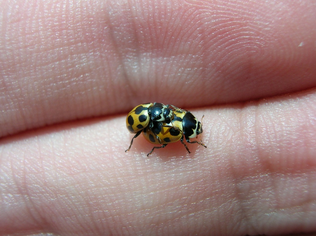 Macro - My, Macro, ladybug, , Macro photography