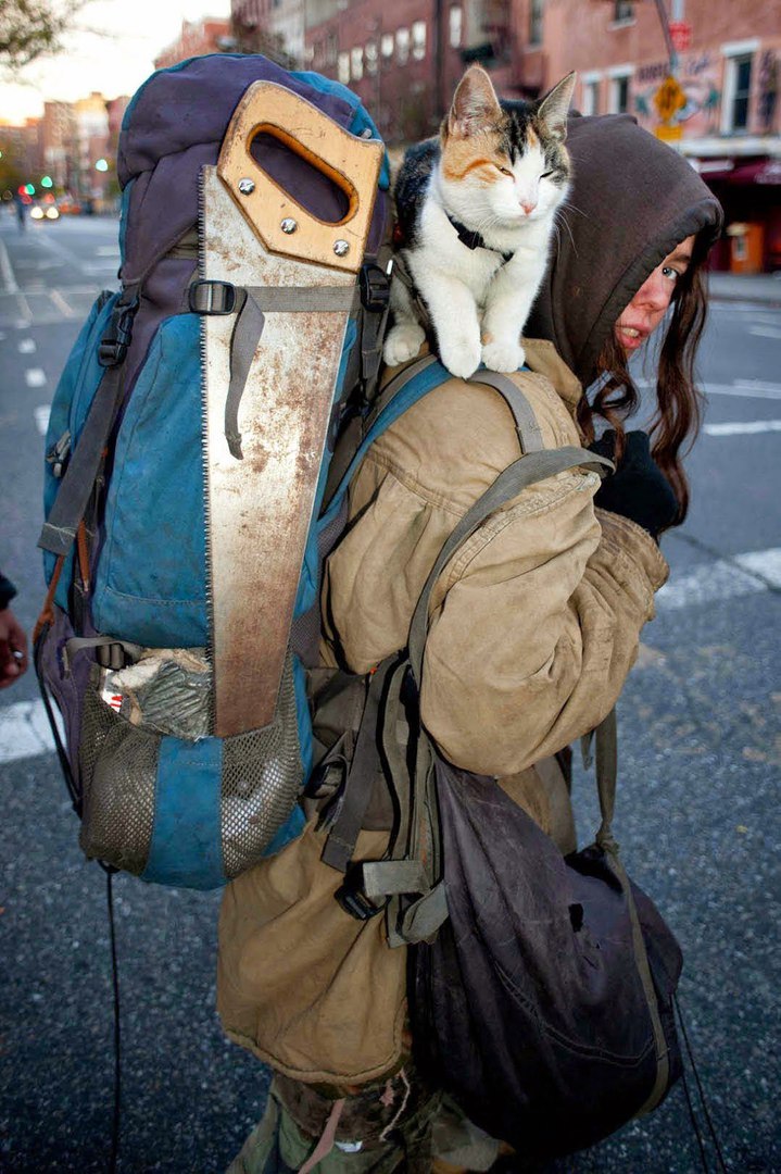 This cat is definitely ready for some shit))) - Pet, Experienced, Hike, cat, Pets