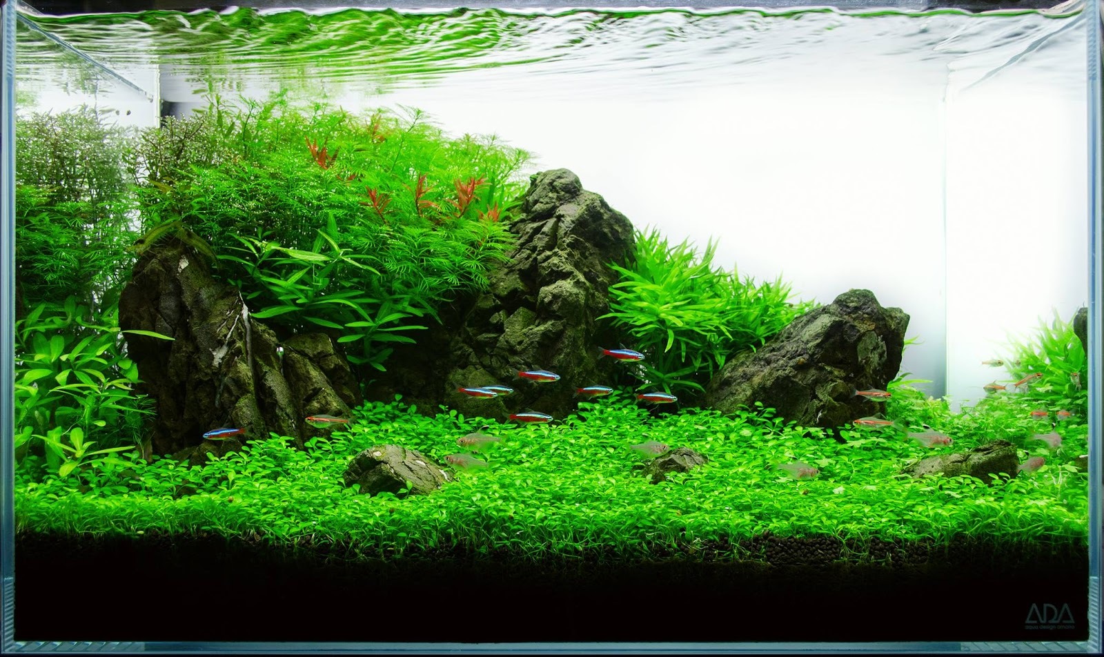 Glossostigma - Scalariki, Angelfish, Aquarium, Groundcover plants, Ground cover, Text, Longpost