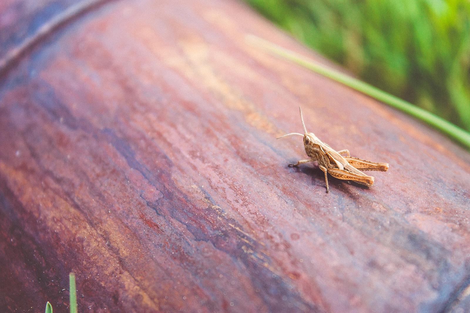 Pieces of summer - My, The photo, Macro, Nature, Insects, Livestock, Summer, Flowers, My, Longpost, Macro photography, Animals