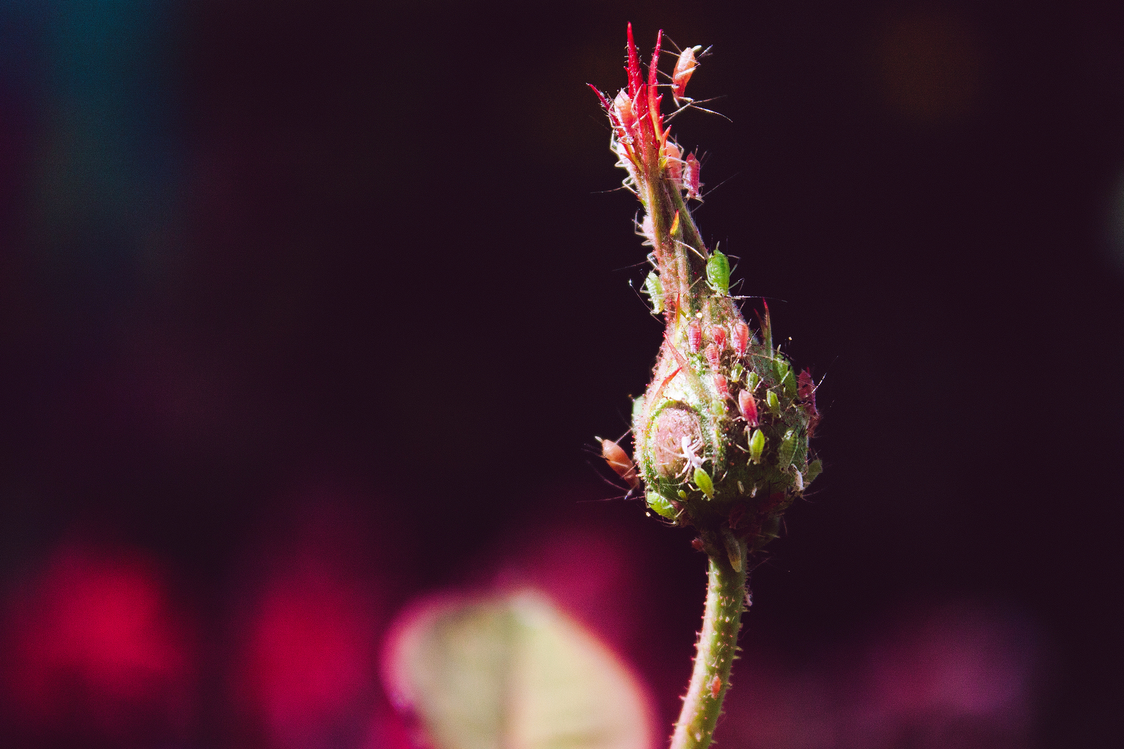 Pieces of summer - My, The photo, Macro, Nature, Insects, Livestock, Summer, Flowers, My, Longpost, Macro photography, Animals