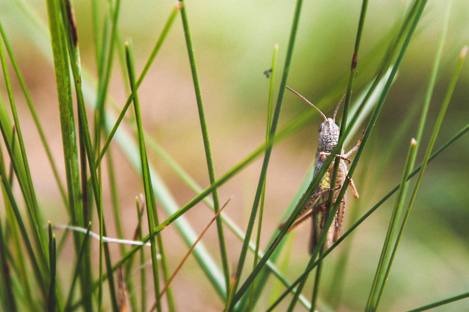 Pieces of summer - My, The photo, Macro, Nature, Insects, Livestock, Summer, Flowers, My, Longpost, Macro photography, Animals