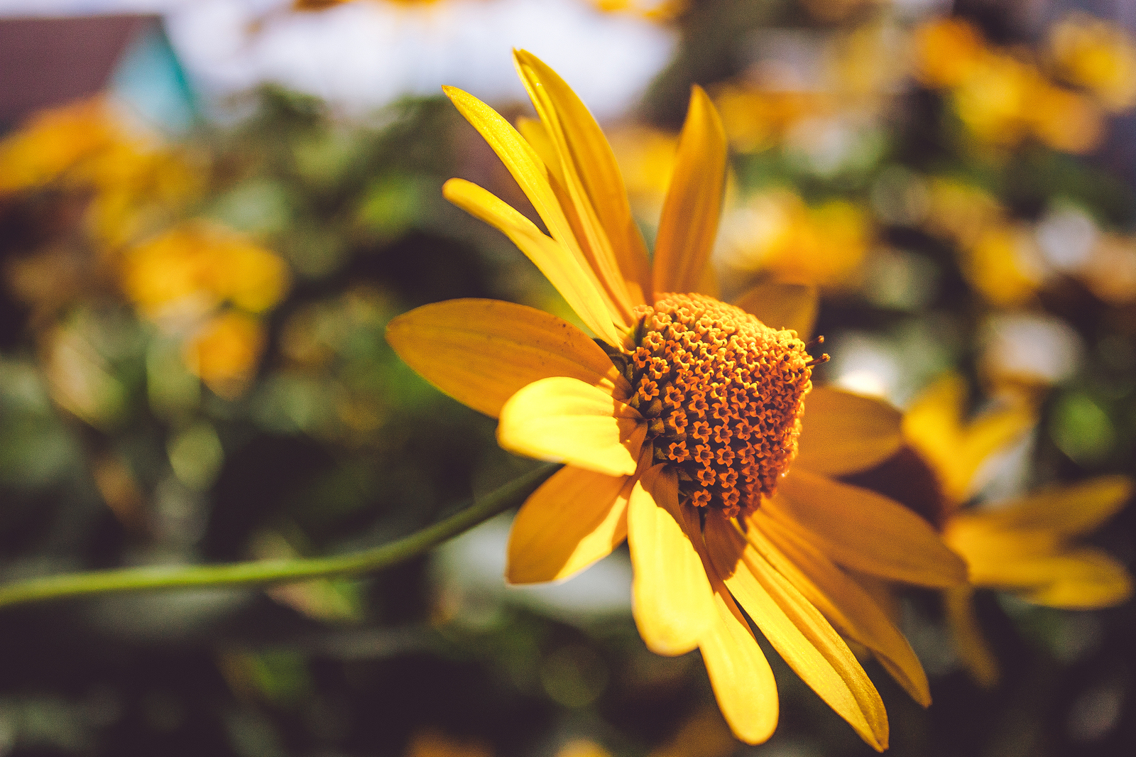 Pieces of summer - My, The photo, Macro, Nature, Insects, Livestock, Summer, Flowers, My, Longpost, Macro photography, Animals