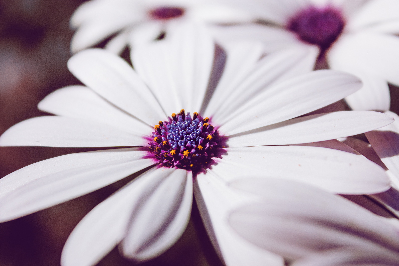 Pieces of summer - My, The photo, Macro, Nature, Insects, Livestock, Summer, Flowers, My, Longpost, Macro photography, Animals