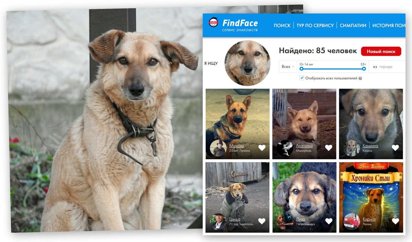 FindFace has learned to determine that the photo shows a dog - Findface, Dog