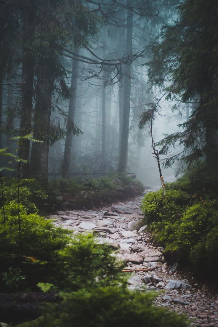 Foggy forest, in memory of the past summer... - Forest, Fog, Photo, Atmospheric, Nature, beauty, Longpost