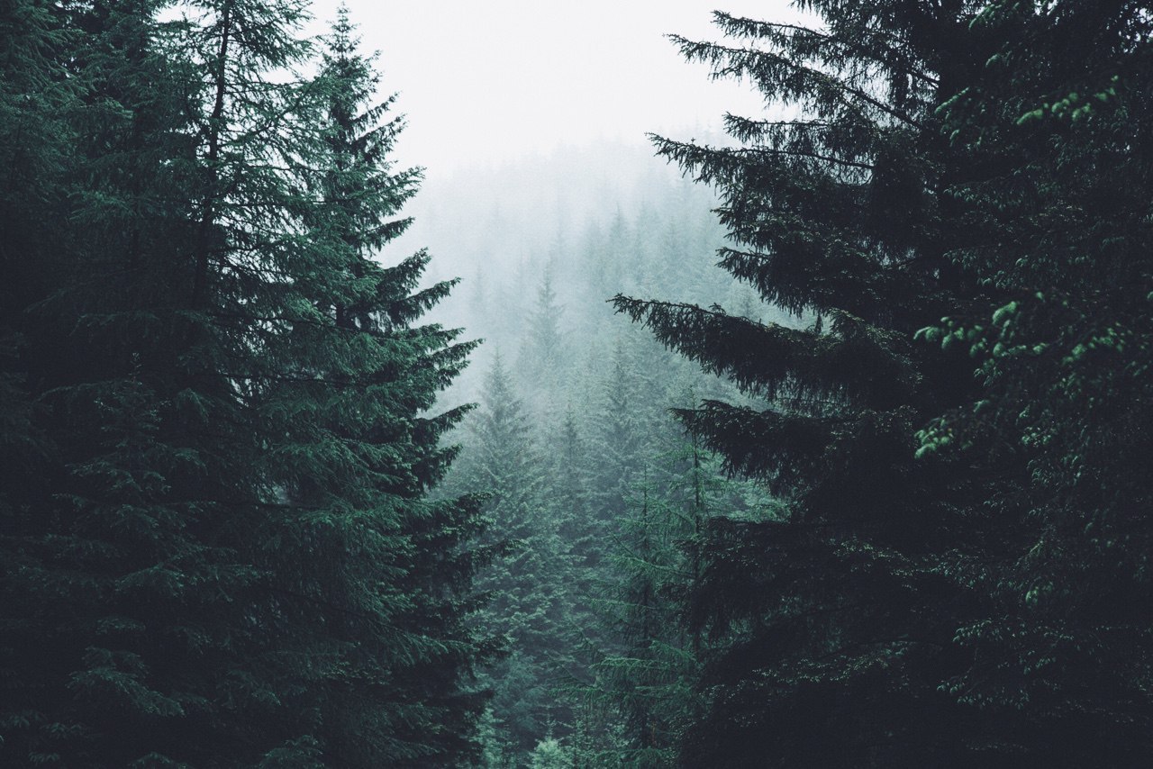 Foggy forest, in memory of the past summer... - Forest, Fog, Photo, Atmospheric, Nature, beauty, Longpost