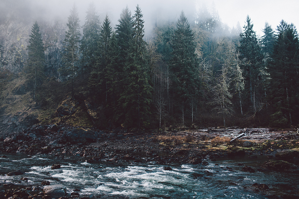 Foggy forest, in memory of the past summer... - Forest, Fog, Photo, Atmospheric, Nature, beauty, Longpost