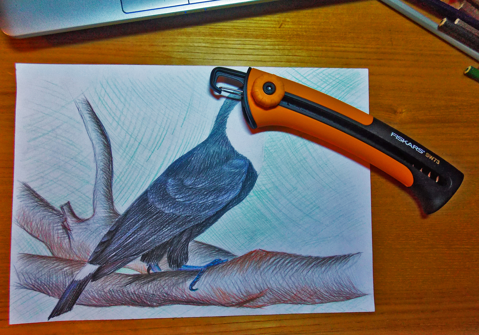 Saw toucan - My, Toucan, Saw, Drawing, Colour pencils