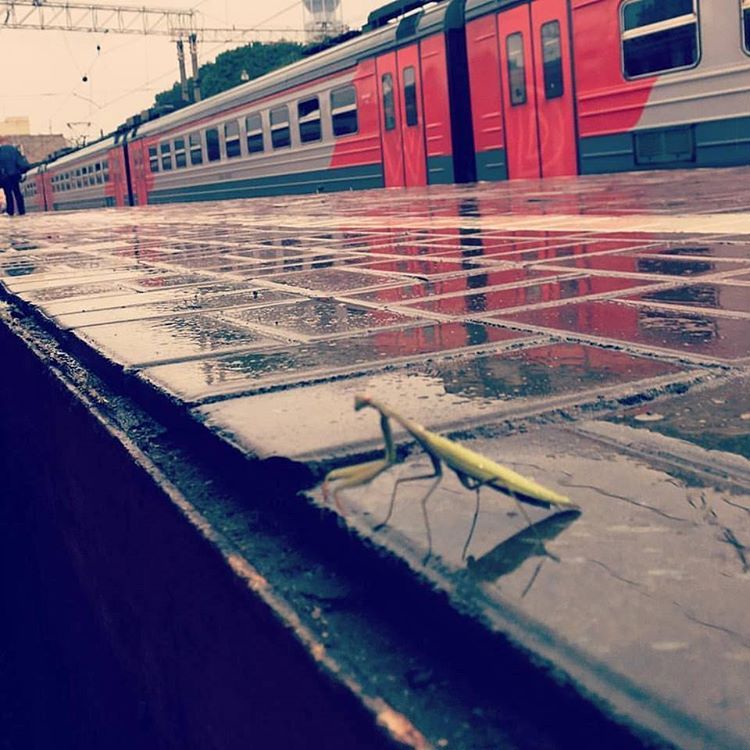 Nothing unusual, just a praying mantis waiting for his train) - Mantis, Railway station, Nature