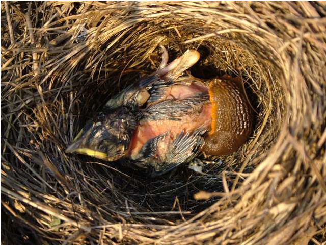 Scientists have found slugs that eat chicks alive - The science, Birds, news, Longpost