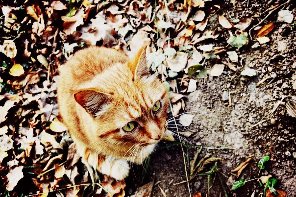 Autumn cats. - My, cat, Redheads, Grey, Striped, Autumn, Tail, Longpost