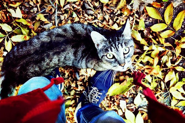 Autumn cats. - My, cat, Redheads, Grey, Striped, Autumn, Tail, Longpost