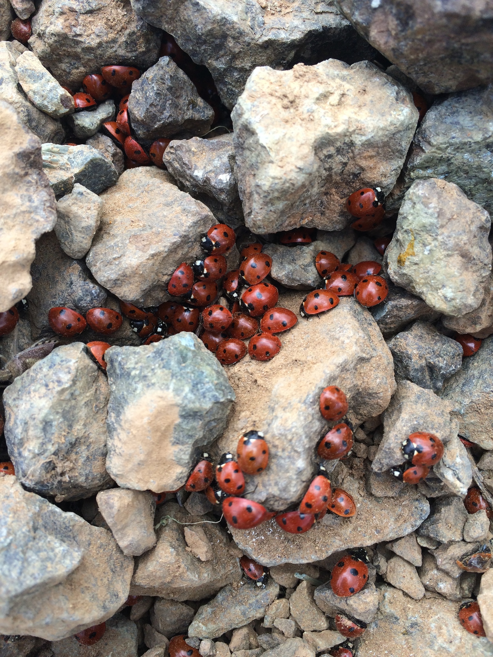 Gathering - My, Gathering, Nature, ladybug, 