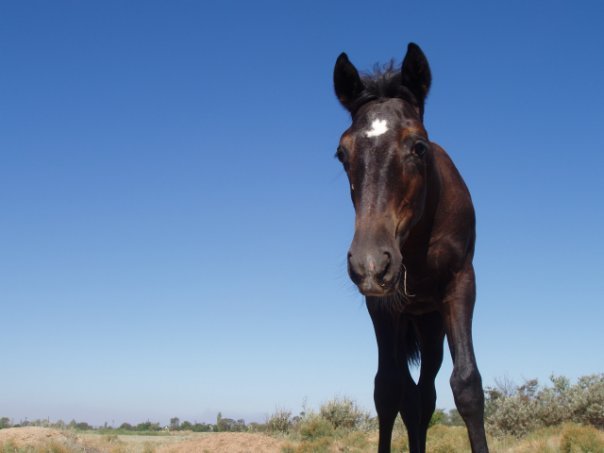 How we grazed the herd in the stable - My, Horses, Horses, Herd, Memories, Herdsman, Longpost