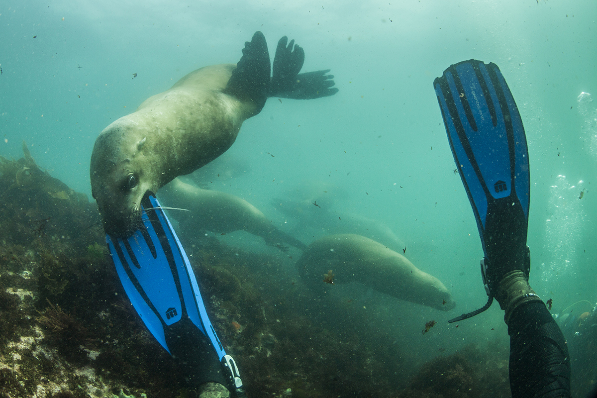 How sea lions undressed us in Kamchatka. - Kamchatka, Sea lions, Sea lion, Seal, Whale, Mikhail Korostelev, Not mine, Longpost