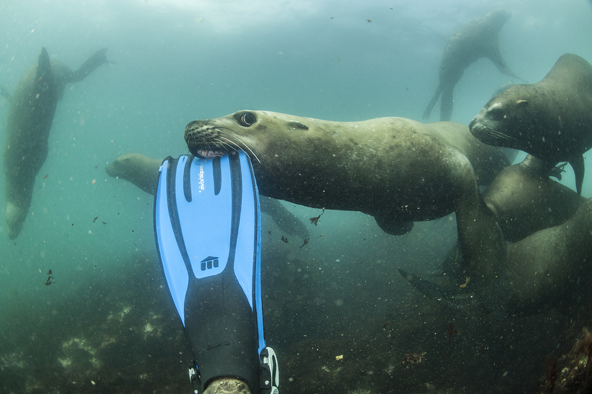 How sea lions undressed us in Kamchatka. - Kamchatka, Sea lions, Sea lion, Seal, Whale, Mikhail Korostelev, Not mine, Longpost