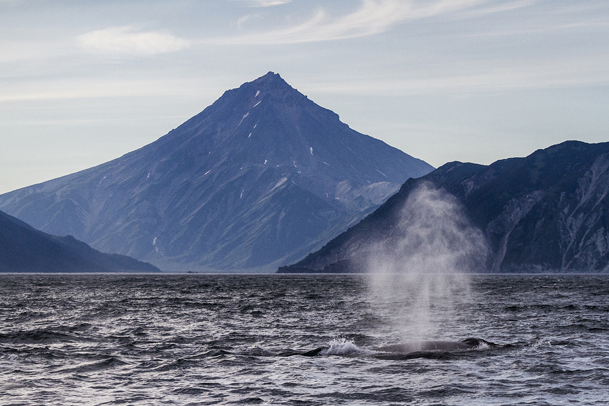 How sea lions undressed us in Kamchatka. - Kamchatka, Sea lions, Sea lion, Seal, Whale, Mikhail Korostelev, Not mine, Longpost