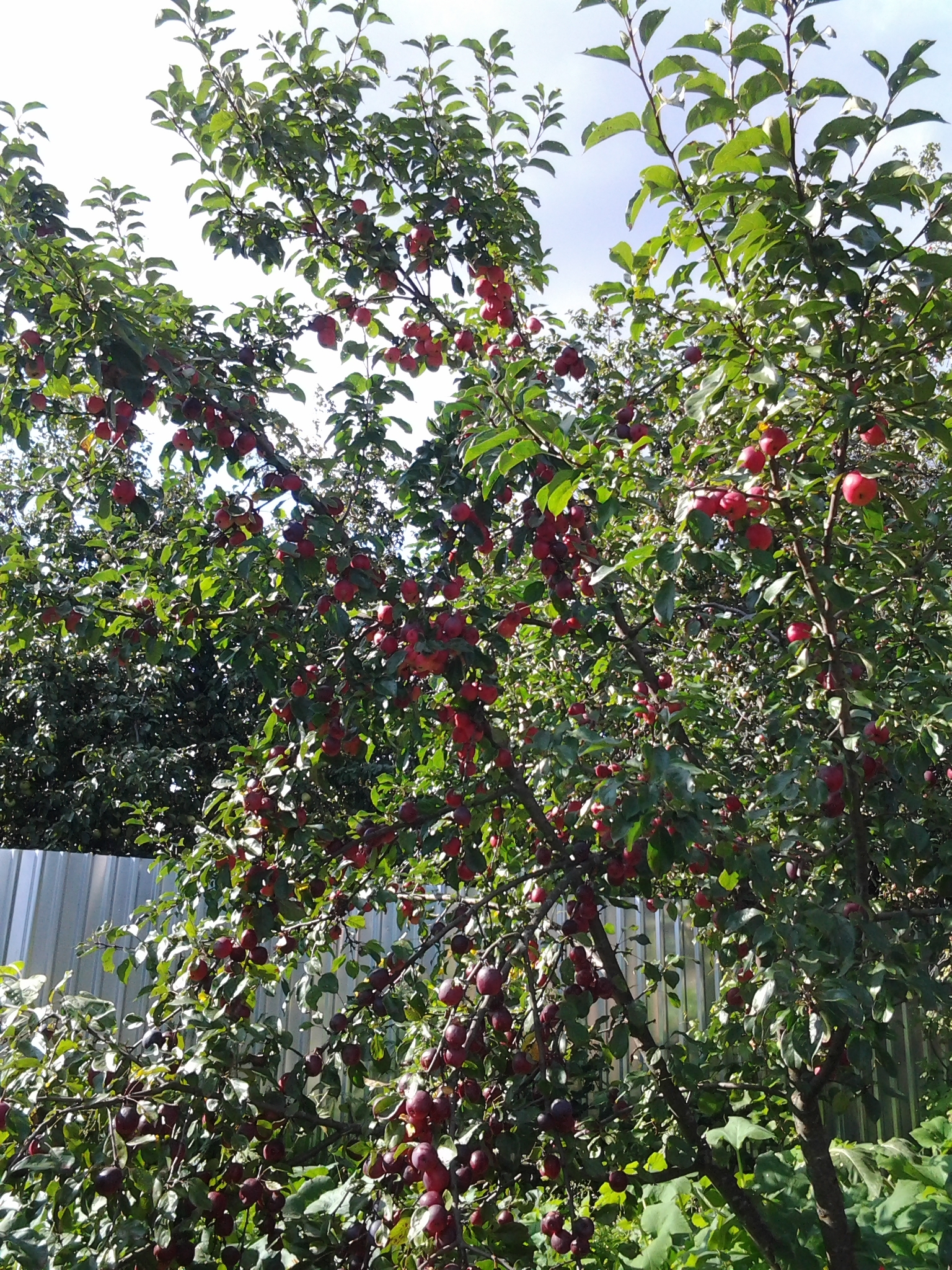 How much compote is that? - My, Garden, Apples, Apple tree, Food