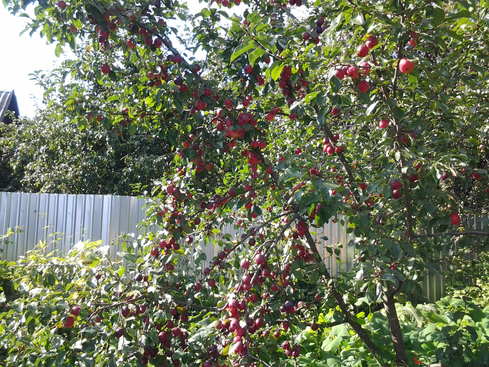 How much compote is that? - My, Garden, Apples, Apple tree, Food