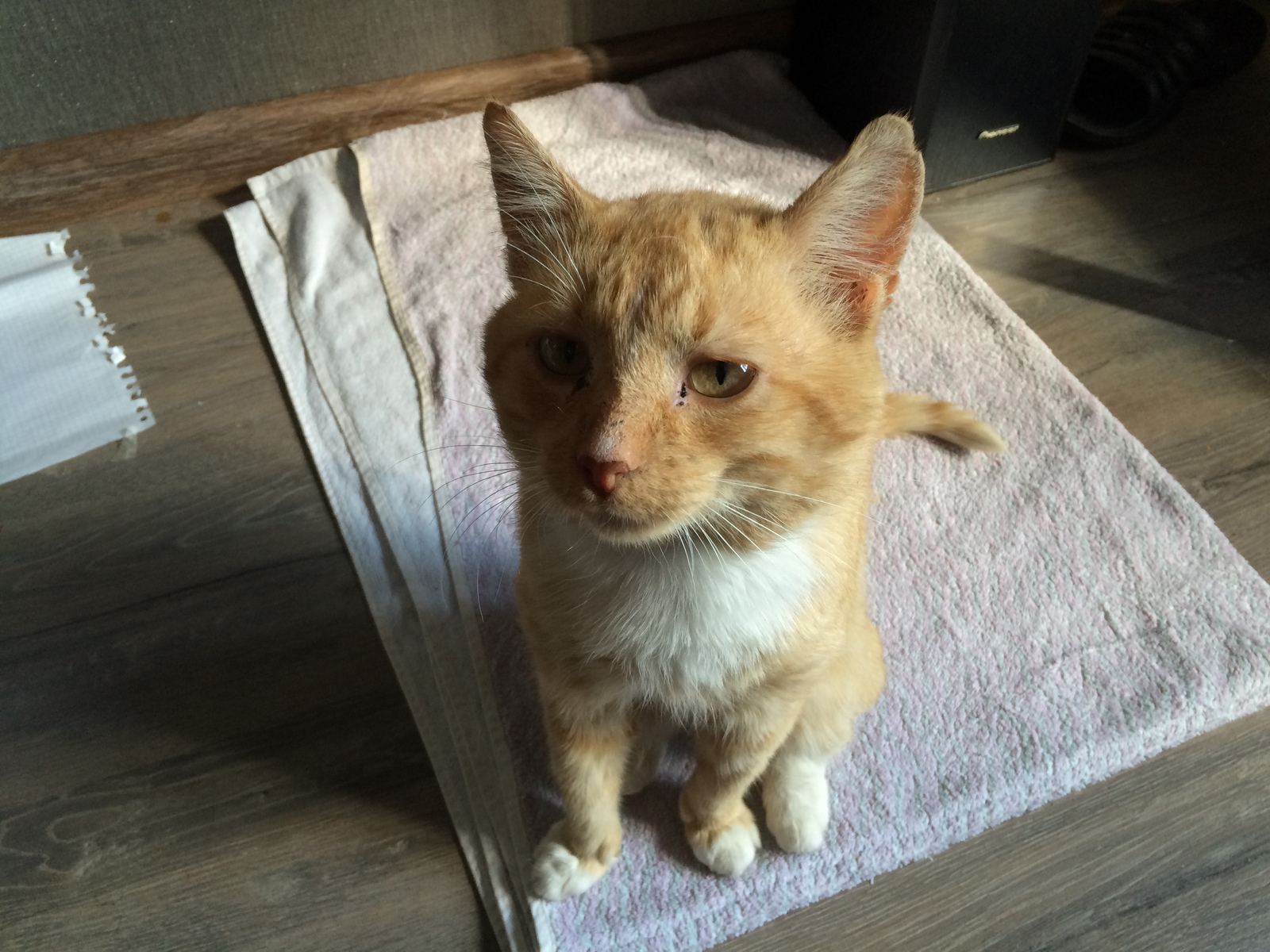 A cool cute cat is looking for a home (Moscow). - My, cat, Help, Longpost