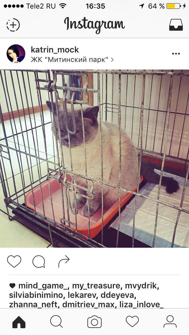 Домашнего кота отдали на усыпление!Пожалуйста репост! | Пикабу