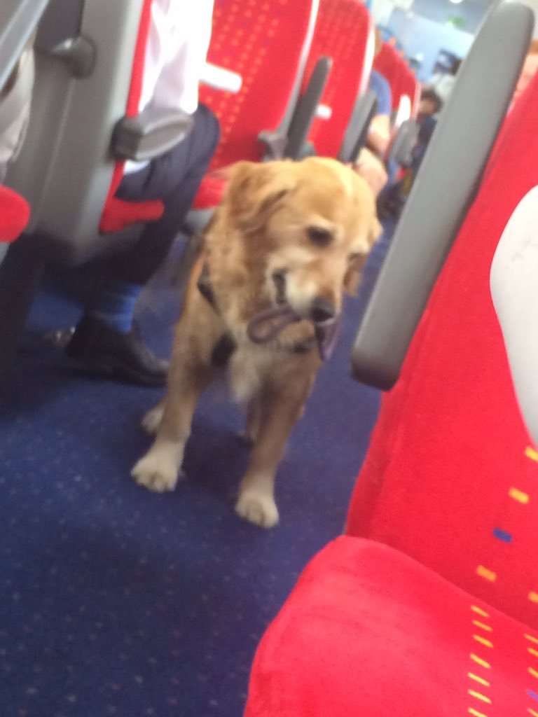 This dog walked alone on the train so that everyone could pet him. - Dog, A train, Not mine, Longpost