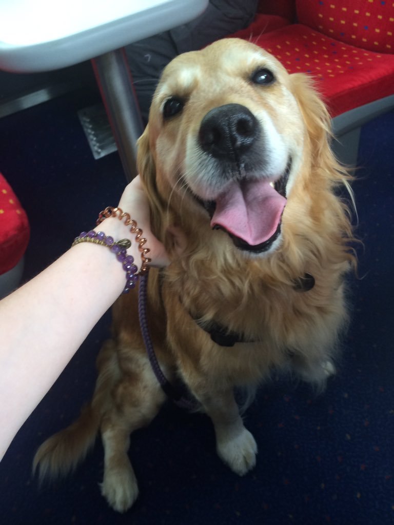 This dog walked alone on the train so that everyone could pet him. - Dog, A train, Not mine, Longpost