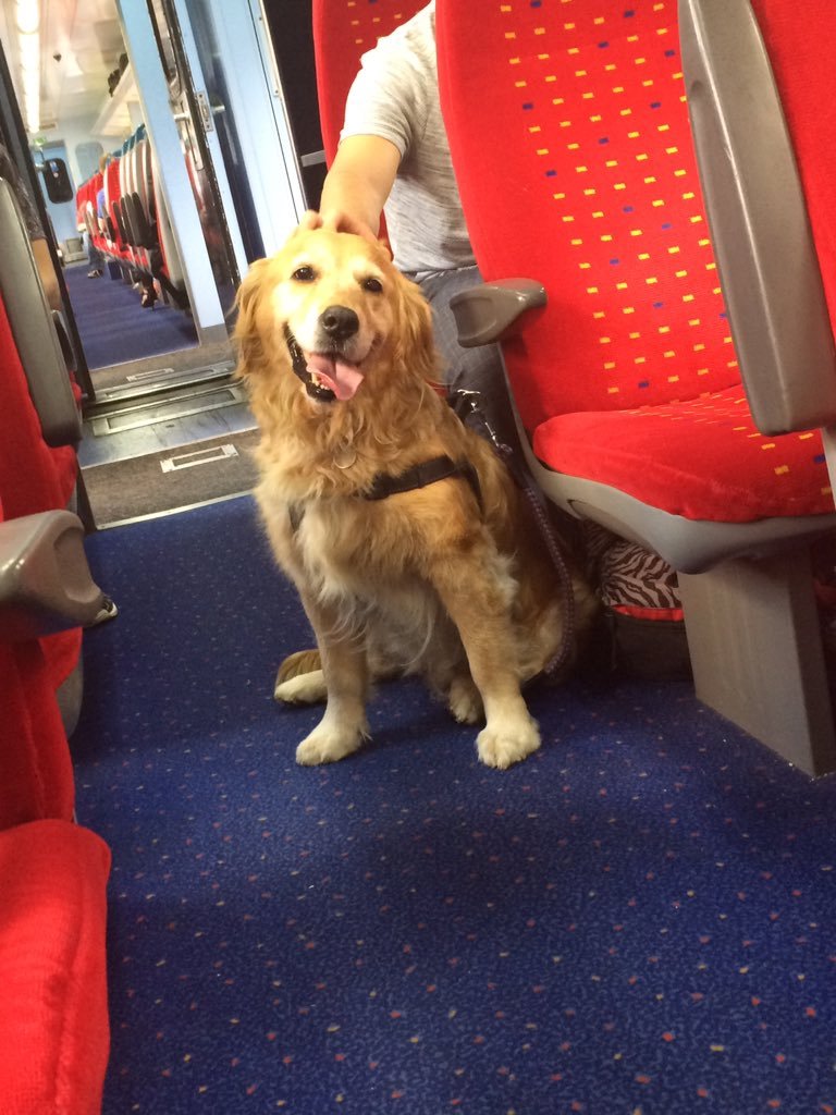 This dog walked alone on the train so that everyone could pet him. - Dog, A train, Not mine, Longpost