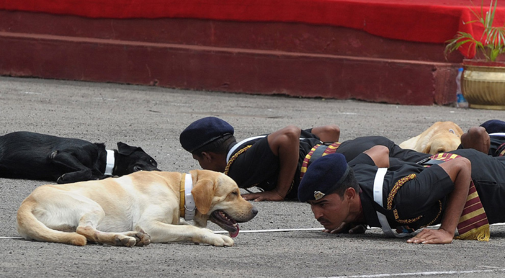 Dogs at work - Dog, Service, Cynology, Army, Rescuers, Longpost