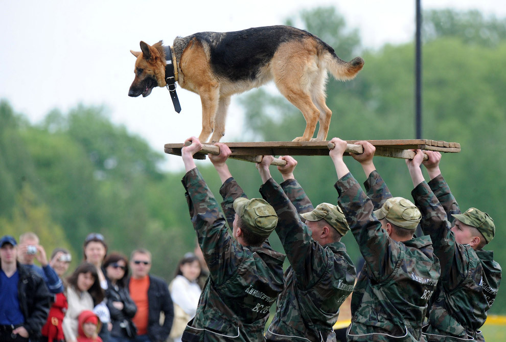 Dogs at work - Dog, Service, Cynology, Army, Rescuers, Longpost