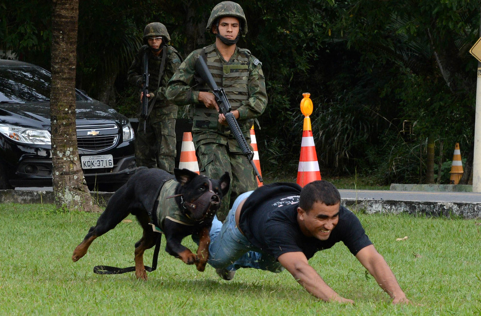 Dogs at work - Dog, Service, Cynology, Army, Rescuers, Longpost