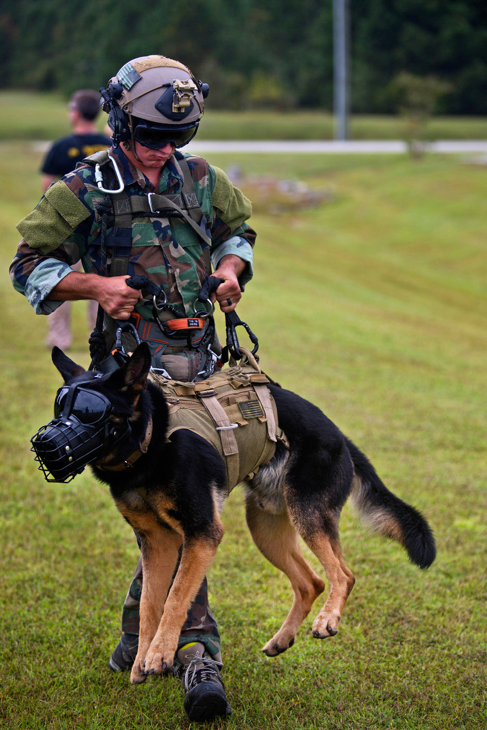 Dogs at work - Dog, Service, Cynology, Army, Rescuers, Longpost