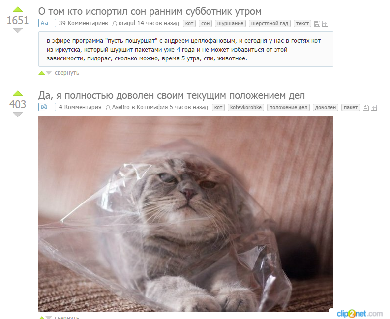 Catomafia in Irkutsk - Matching posts, Cats will take over the world, , cat