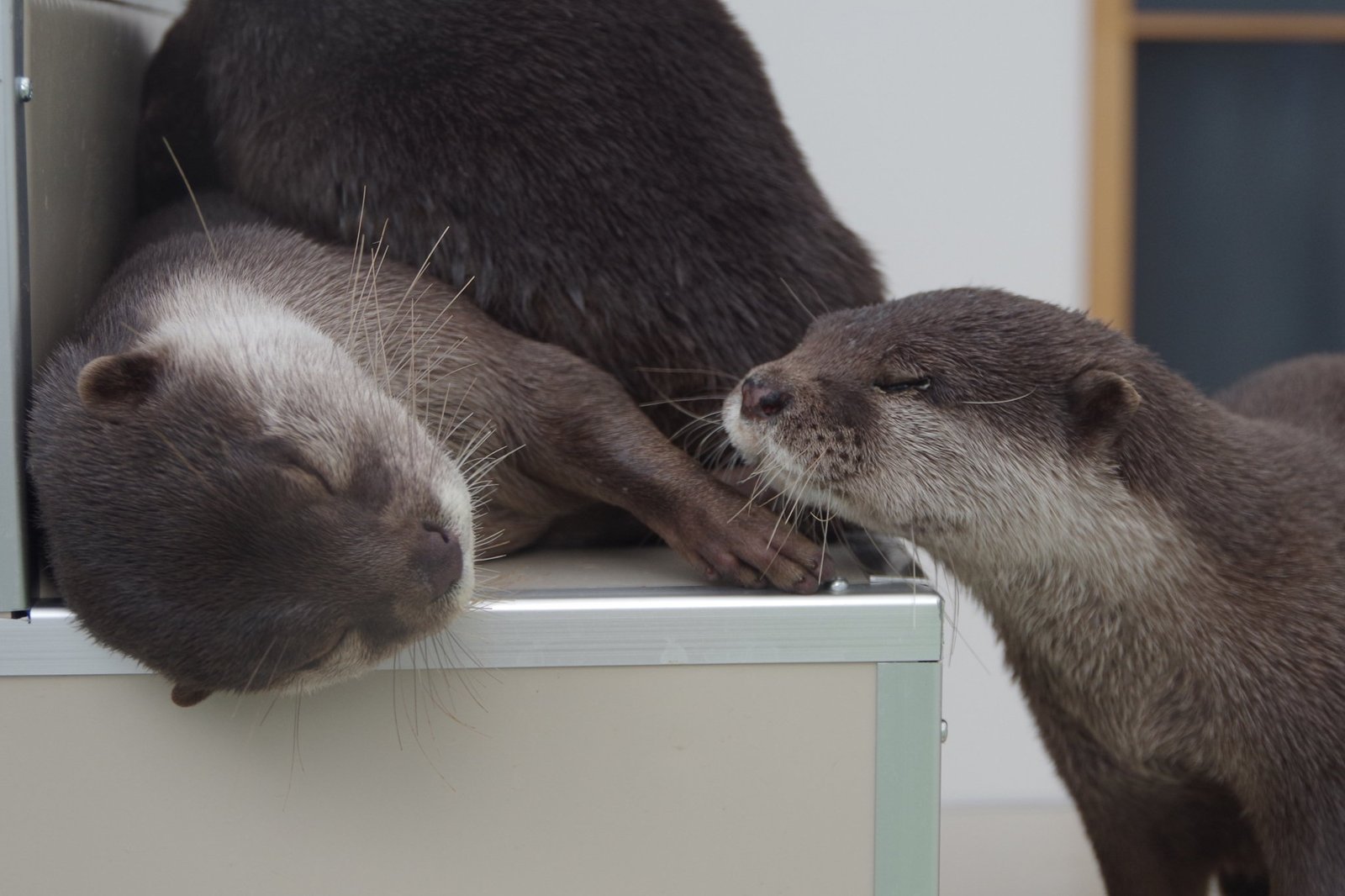 Otter sniffing - Otter, Otters, Milota, Animals, Longpost