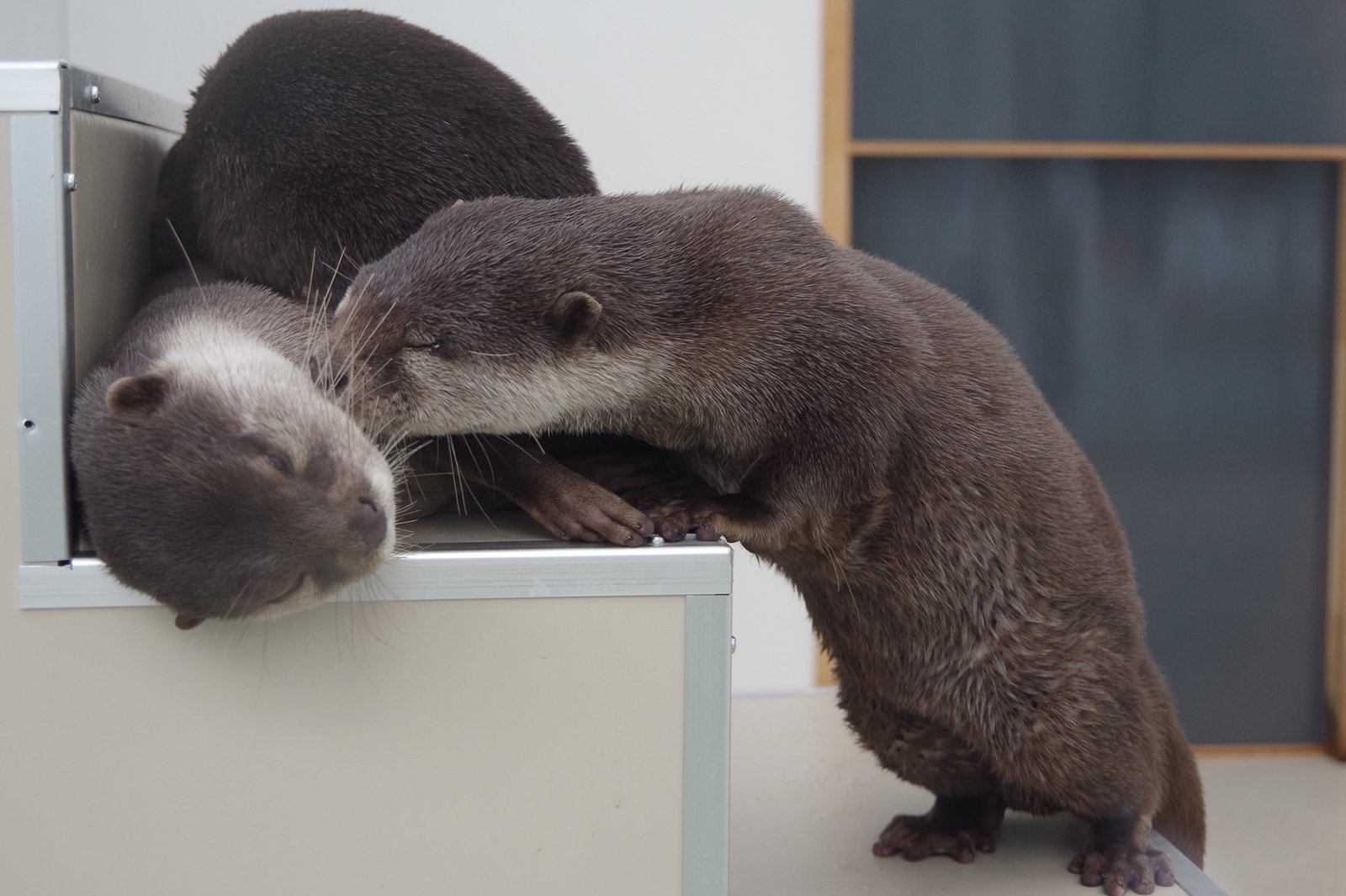 Otter sniffing - Otter, Otters, Milota, Animals, Longpost