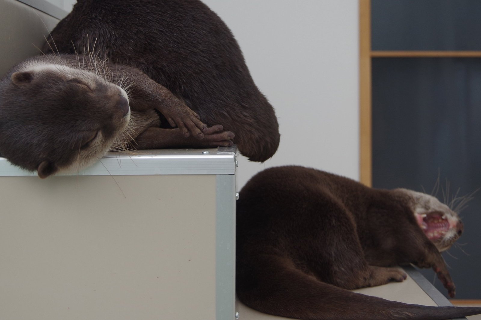 Otter sniffing - Otter, Otters, Milota, Animals, Longpost