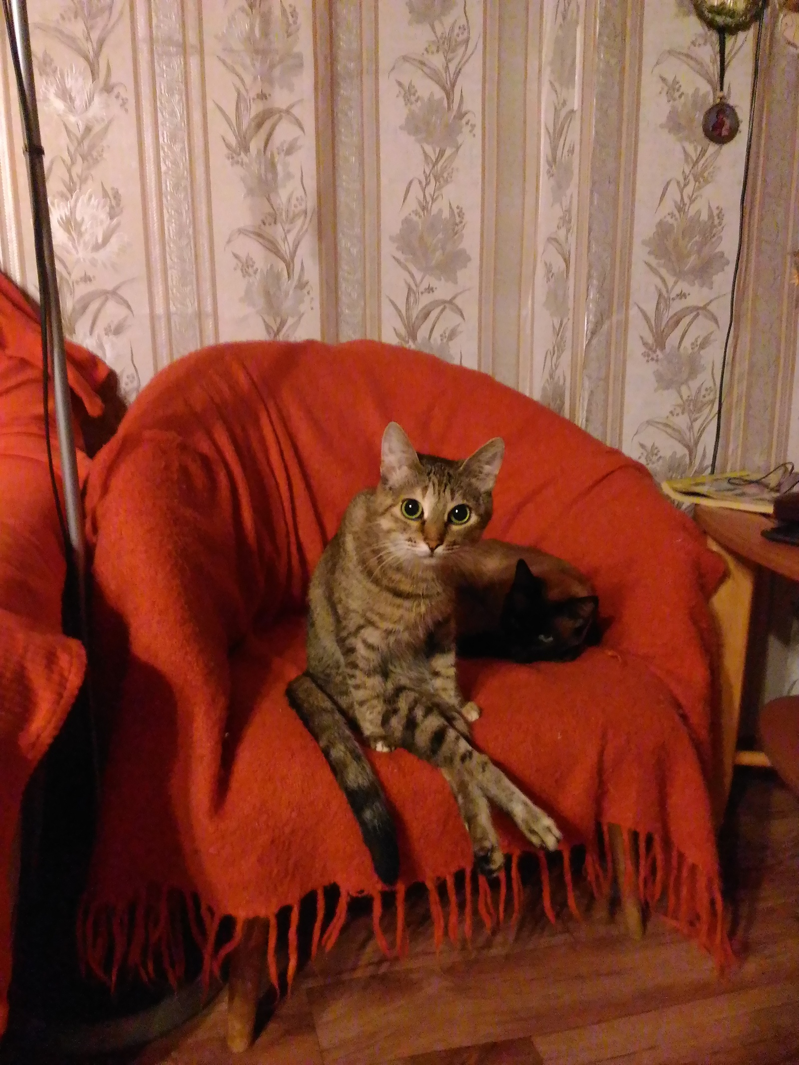 I go into the room, the cat is sitting watching TV ...))) - My, cat, Photo