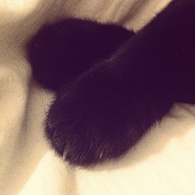 Soft paws in your feed :) - My, Paws, cat, Mittens, Photo