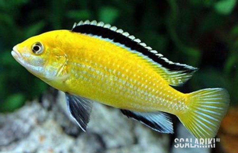 Labidochromis Yellow - Labidochromis caeruleus yellow - Aquarium, Malawian, Angelfish, Scalariki, Aquarium fish, Longpost