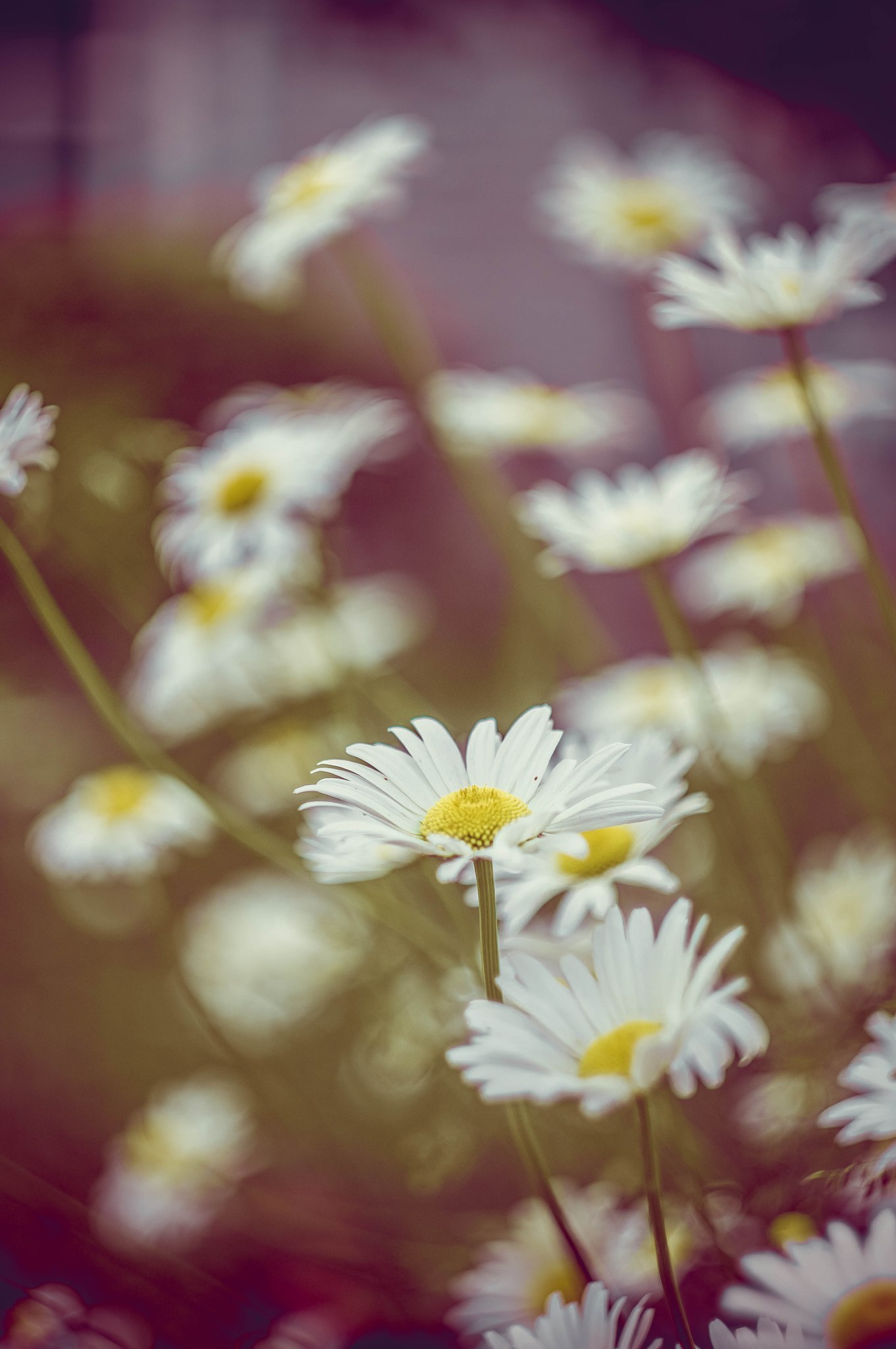 In memory of summer - My, Photo, Flowers, Summer, Strawberry, Longpost, Dacha